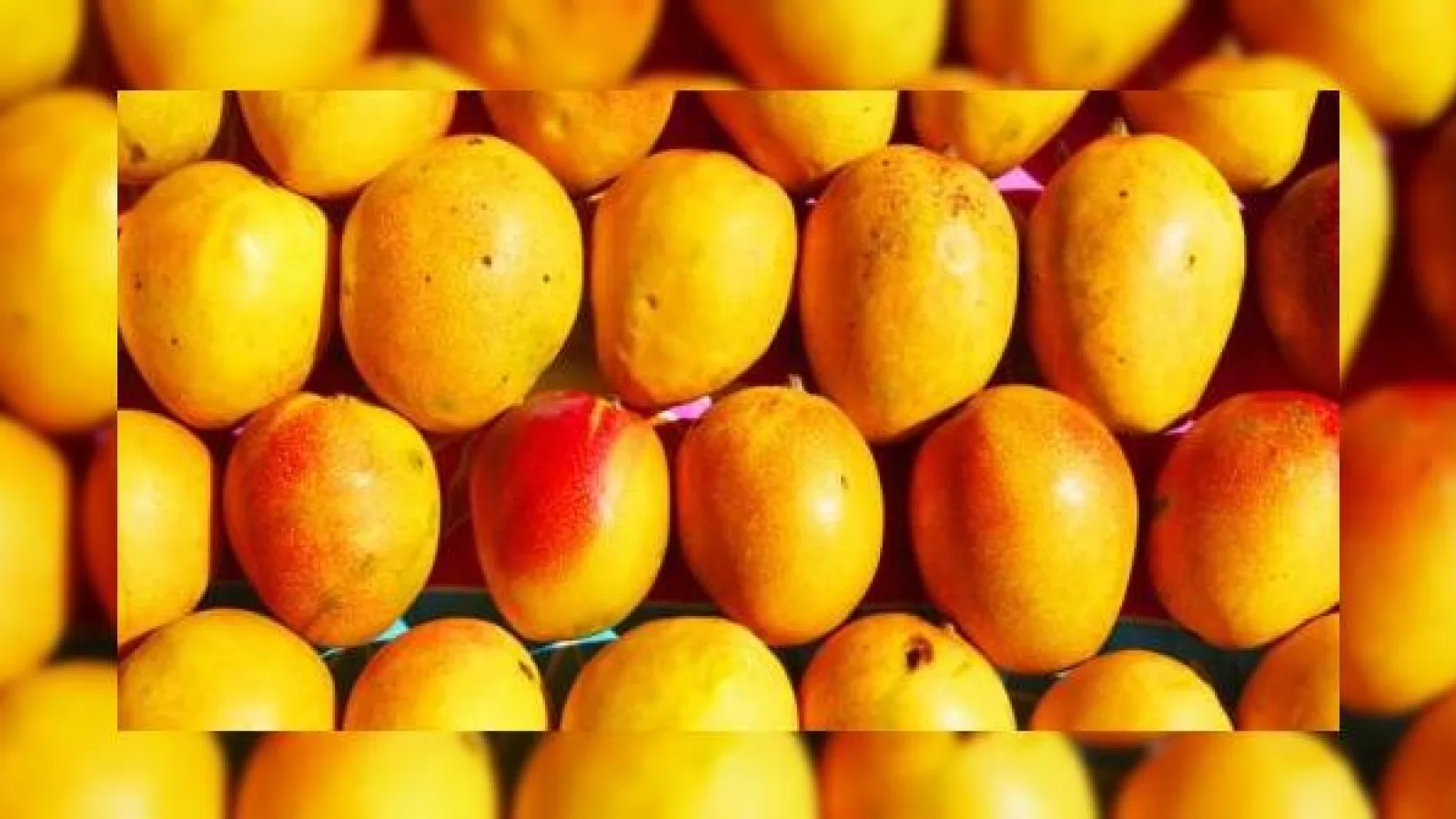 Avalanșă cu Mango În septembrie! HTC, Samsung și LG pregătesc noi terminale Windows Phone