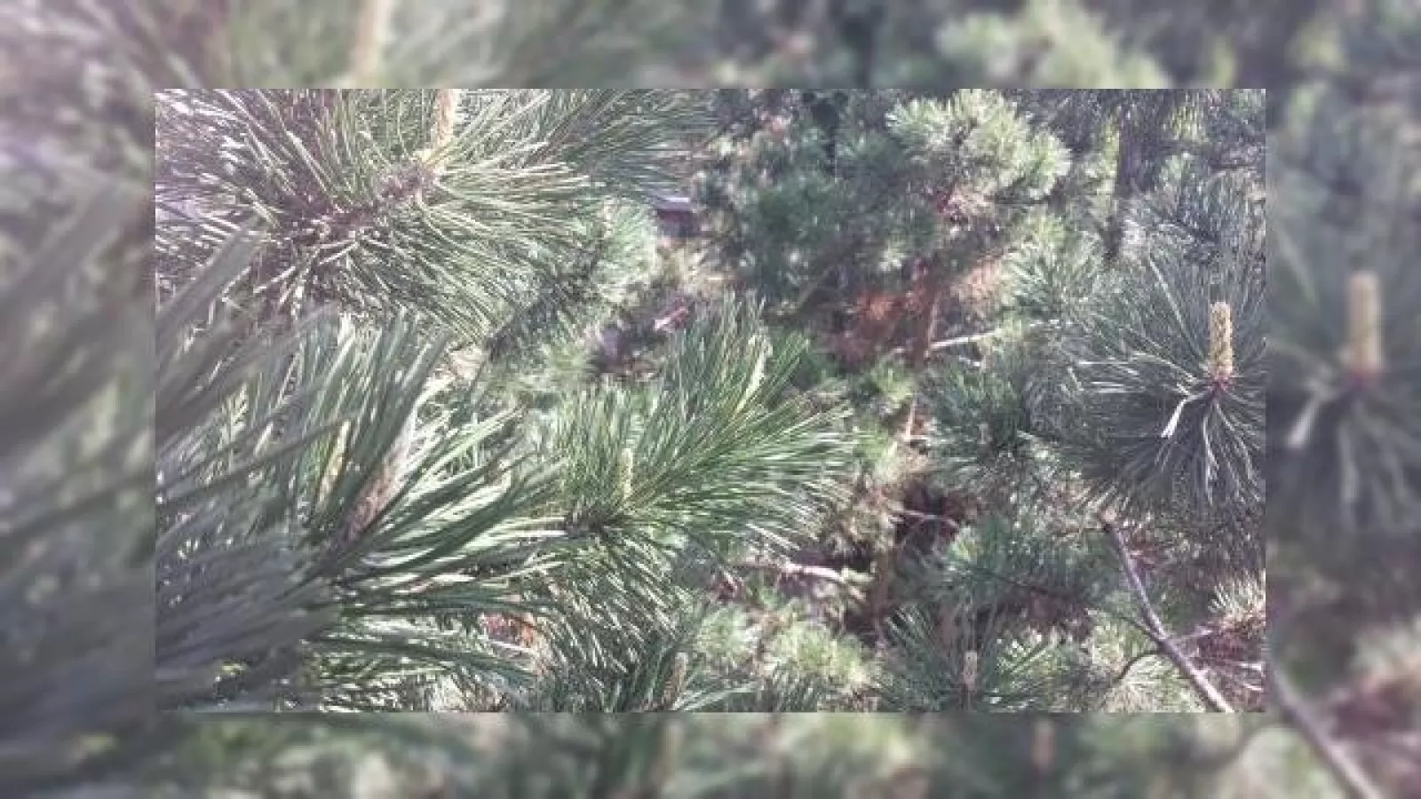 Samsung Galaxy Note III face o primă fotografie, ea ajunge pe web