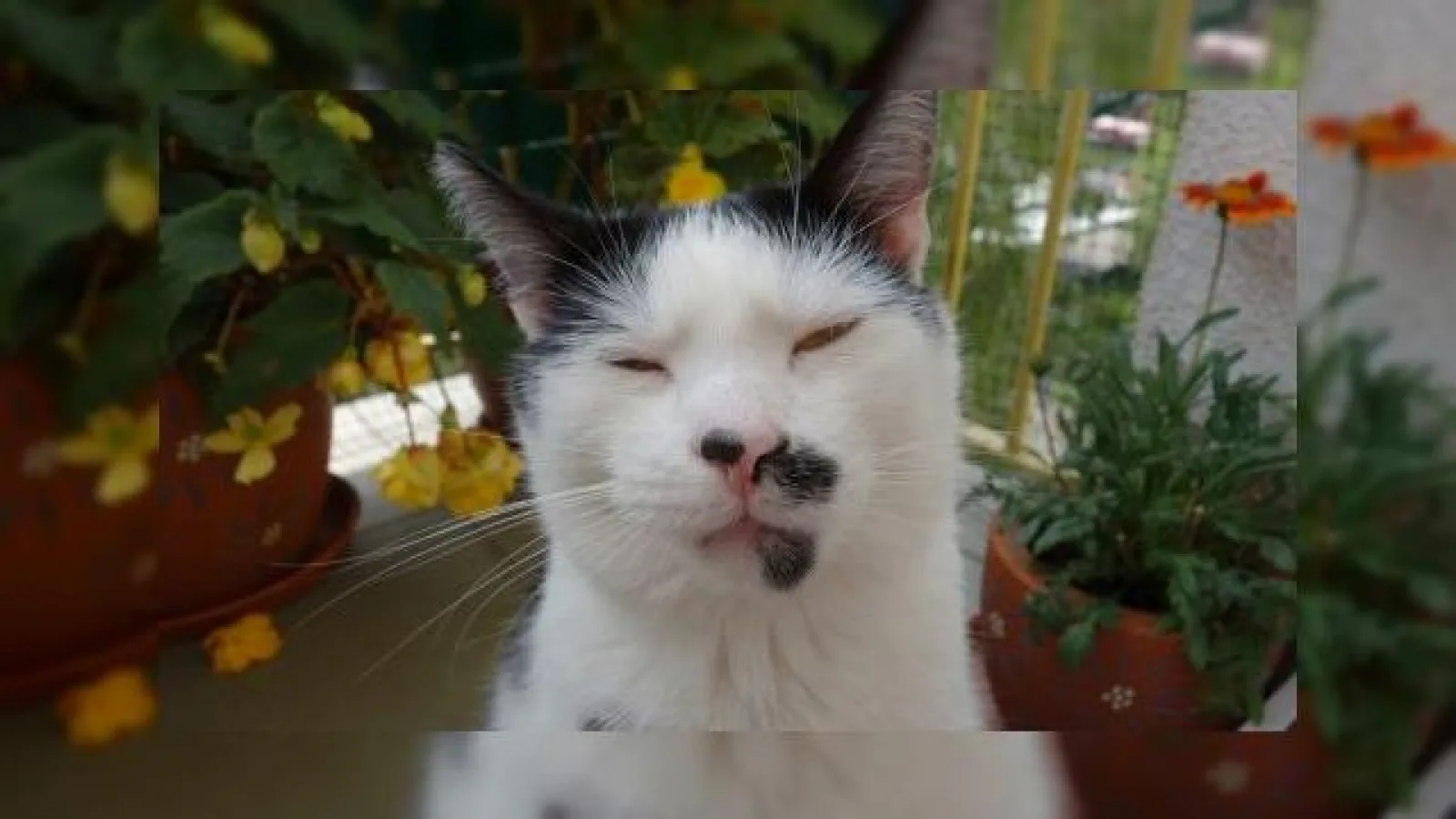 Au Început scăpările legate de LG G3! Iată o primă fotografie realizată cu acest device