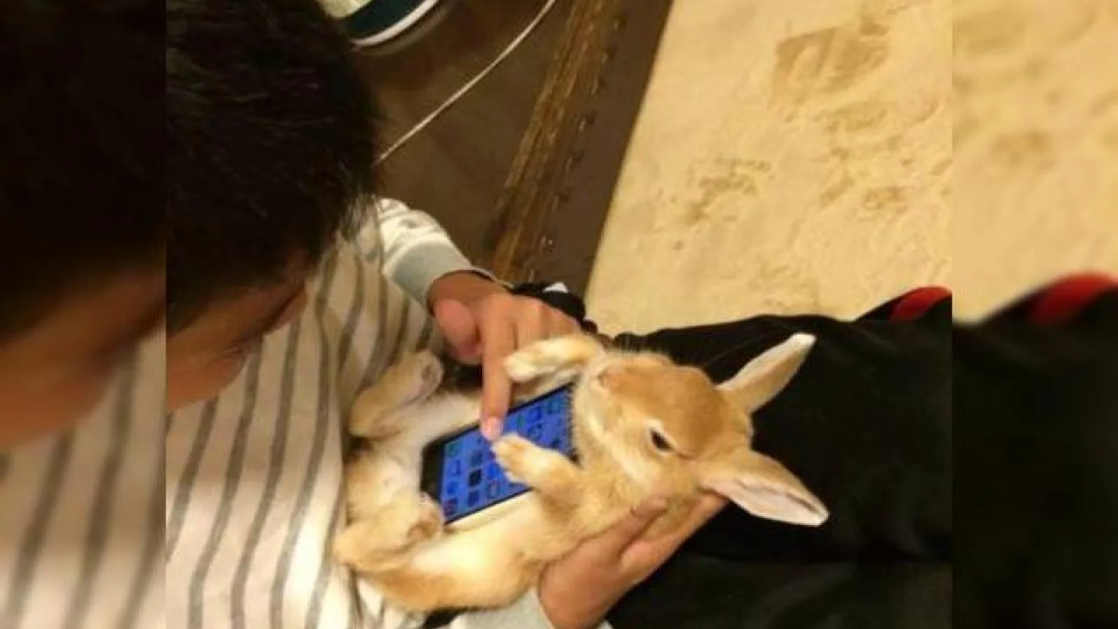În Japonia iepurașii devin huse de iPhone și e vorba de animale vii!