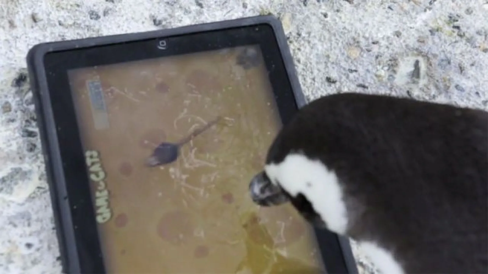și pinguinii se joacă pe iPad și asta Îi ajută să socializeze și să se Înmulțească (Video)