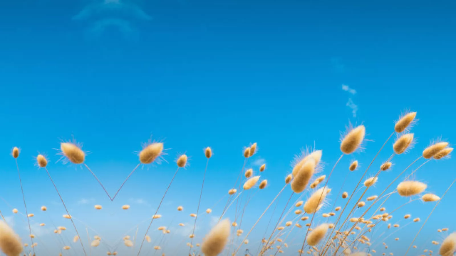 Imaginile de fundal regăsite pe phablet-ul HTC One M9+ ajung pe web