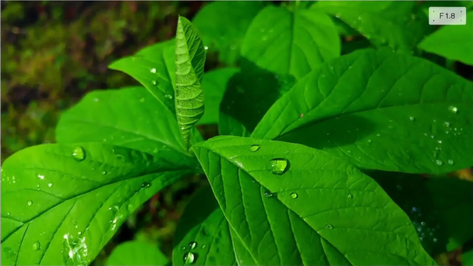 LG G4 ne uimeşte cu o serie de capturi foto fantastice în natură; Deschiderea F/1.8 e vitală! (Video)