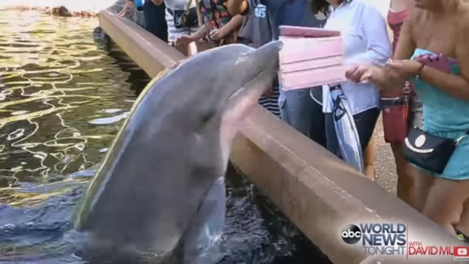 Un delfin îi fură iPad-ul unei femei în vreme ce îl filma; Mamiferul nu se împacă cu electronicele (Video)