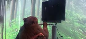 Creierul unei maimuţe a fost replicat pe computer de oamenii de ştiinţă din China; Iată cum!
