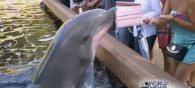 Un delfin îi fură iPad-ul unei femei în vreme ce îl filma; Mamiferul nu se împacă cu electronicele (Video)