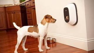 Turul Magazinelor #55: ceva mic şi haios pentru animalul de companie, televizor LED la preţ pentru toată lumea şi accesorii Mophie husă + baterie