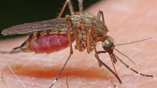 Turul Magazinelor #217: Turul aparatelor de alungat insecte, rozătoare şi câini agresivi