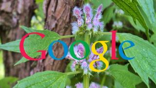 Google lucrează la un nou sistem de operare numit "pigweed" a.k.a "talpa-gâștei"; Primește trademark-ul asociat denumirii