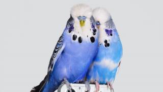 Nothing Phone (1) primeşte teasere şi aflăm că va fi produs în India