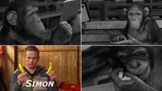 Cimpanzeii sunt fascinaţi de magia si iluzionismul pe iPad, cu trucurile realizate de Simon Pierro (Video)