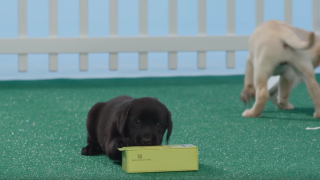 LG G5 primește unboxing de la nişte căţeluşi, într-un promo Verizon (Video)