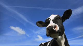 Un joc pentru mobile din Africa oferă ca premiu... o vacă (Video)