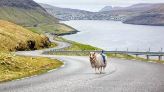 Google Sheep View: în Insulele Feroe camerele Street View sunt montate... pe oi (Video)