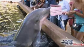 Un delfin îi fură iPad-ul unei femei în vreme ce îl filma; Mamiferul nu se împacă cu electronicele (Video)