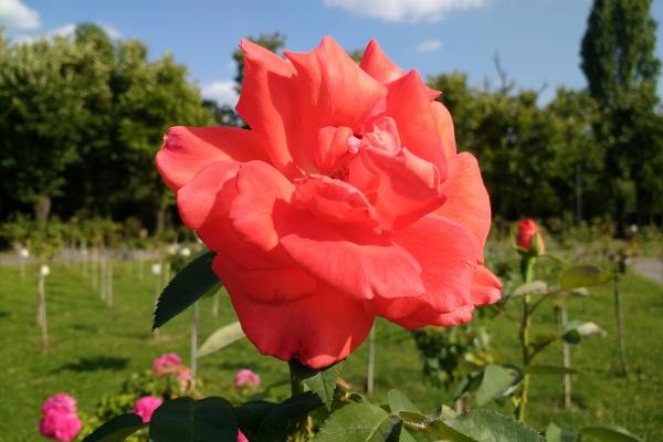 Lenovo Moto G4 - Mostre Foto (ziua)