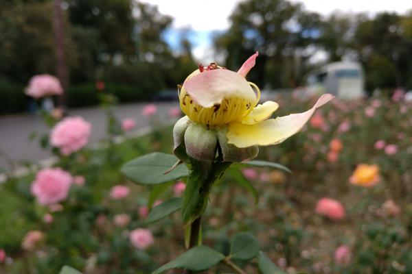 OnePlus 3 - Mostre Foto (ziua)