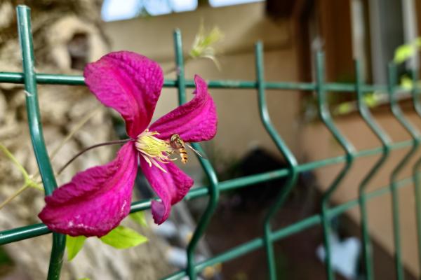 Sony Xperia 1 V - Mostre Foto (ziua)