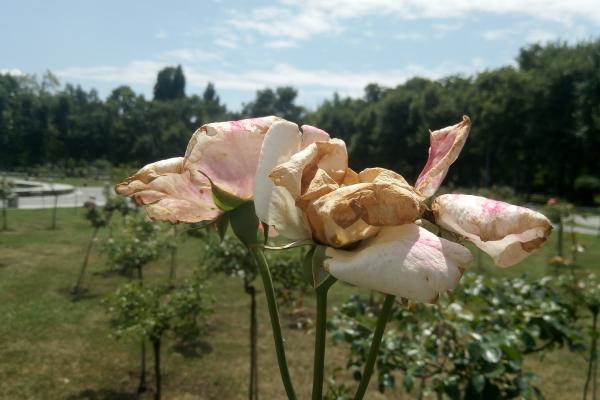 UHANS S1 - Mostre Foto (ziua)