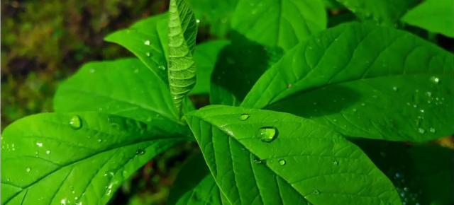 LG G4 ne uimeşte cu o serie de capturi foto fantastice în natură; Deschiderea F/1.8 e vitală! (Video)