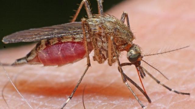 <b>Turul Magazinelor #217: Turul aparatelor de alungat insecte, rozătoare şi câini agresivi</b>În Turul Magazinelor de astăzi vă propunem o serie de gadget-uri special menite pentru alungarea dăunătoarelor precum insecte și rozătoare, dar și a câinilor agresivi. Avem astfel pe listă de la aparate cu ultrasunete și până la gadget-uri cu 