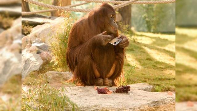 <b>Samsung castiga premiul CLIO pentru campania de marketing a camerei ST1000 (Video)</b>Ce ati spune daca vi s-ar recomanda sa cumparati o camera foto care este atat de usor de utilizat incat pana si o maimuta s-ar putea descurca sa o foloseasca? Ei bine, cam asta a facut Samsung prin intermediul campaniei sale de marketing creata pentru a...