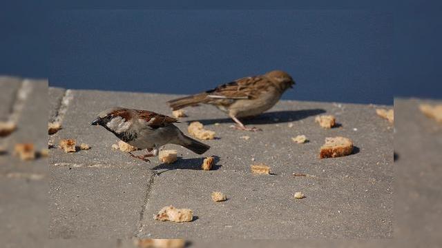 <b>Firimituri de brevete de la Apple pentru Samsung</b>Deși la prima vedere s-ar părea că Apple are dispoziția de a negocia o licențiere pentru unele tehnologii aflate în dispută cu Samsung, ce avem aici sunt doar firimituri pe lângă potul cel mare. Gigantul din Cupertino și-a anunțat dispoziția...