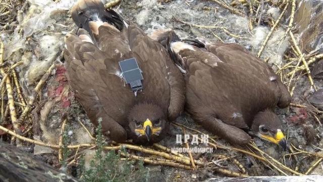 <b>Cine a umflat factura de roaming? Vulturii migratori din Rusia! Iată povestea unor oameni de ştiinţă săpaţi de roaming pentru experimentul lor</b>Uneori trebuie să faci sacrificii mari de dragul descoperirilor ştiinţifice şi rămâi fără fonduri. În cazul de faţă vulturi migratori urmăriţi de oamenii de ştiinţă din Rusia au umflat rău de tot factura la roaming când au traversat în alte ţări.