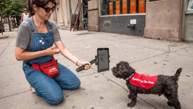 <b>Câinii au acum cursuri speciale de interacțiune cu tabletele, În curând ne vor bate la Angry Birds!</b>Se pare că și câinii pot fi public ținta pentru tablete, conform lui Anna Jane Grossman, dresor de câini și co-detinator al School for Dogs din New York. Ea oferă o serie de cursuri pentru patrupedele care pot învăța să folosească o tabletă....