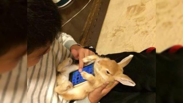 <b>În Japonia iepurașii devin huse de iPhone și e vorba de animale vii!</b>Nu vă imaginați că iepurașii din imaginile de mai jos au fost răniți, pentru că par destul de relaxați atunci când sunt folosiți drept huse pentru iPhone. în plus, japonezii sunt înnebuniți după animale drăgălașe, de la pisici și...